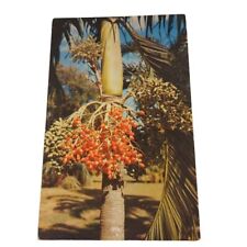 Postcard Christmas Palm Fairchild Tropical Garden Coral Gables Florida Chrome picture
