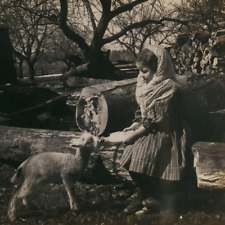 Girl Feeding Orphan Lamb Stereoview c1905 Child Sheep Farm Keystone Photo D482 picture