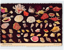 Postcard Seashells Treasures of the Sea picture