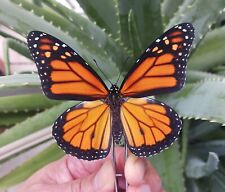 LOT OF 10 DANAUS PLEXIPPUS MONARCH A- MALE FEMALE UNMOUNTED WINGS CLOSED. picture