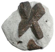 Staurolite - 243 gram - 3 x 3