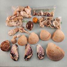 Seashells 2 Pound Lot Various Smaller Shells for Art Projects Plus a Snail Shell picture