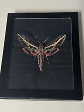 Mounted  Moth  , Male Banded Sphinx Moth Eumorpha fasciata In 5”” 6” Riker Mount picture