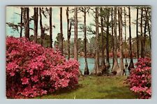 Wilmington NC-North Carolina, Greenfield Gardens, c1968 Vintage Postcard picture
