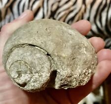 Giant Gastropod Snail Fossil  Found In Central Texas. 60,000,000 Yrs Old 10grams picture