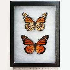 Danaus plexippus VERSO + RECTO orange monarch butterfly USA Framed Pair picture