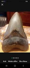 megalodon tooth fossil perfect condition 5.6