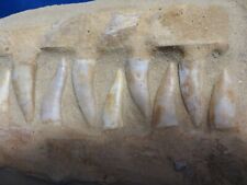 112 Million Year Old Enchodus  Jaws with 11 Teeth Superb Museum Specimen  #129U picture