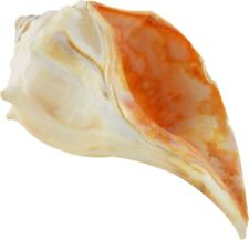 4 Atlantic Whelk Decorative Shells 4-5
