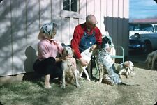 1965 Husband Wife Farmer Petting Hunting Dogs Vintage 35mm Slide picture