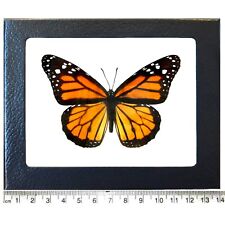 Danaus plexippus REAL NORTH AMERICAN MONARCH BUTTERFLY INSECT FRAMED picture