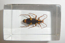 Stripe Spotted Bombardier Beetle in Clear Small Block Education Insect Specimen picture