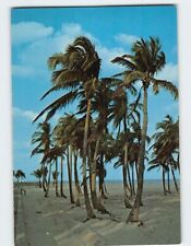 Postcard Typical Setting of Florida Beach & Palm Trees USA picture