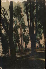 Italy RPPC Path Through Woods-Tinted Pronuzione Italiana Real Photo Post Card picture
