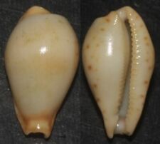 Tonyshells Seashells  Cypraea boucheti RARE 15mm F+++/GEM Superb Rare Selected picture