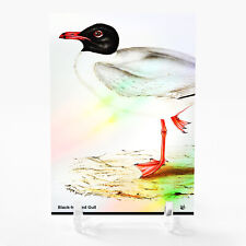 BLACK-HEADED GULL 1837 Illustration Card 2023 GleeBeeCo Holo Creatures #BL18 picture