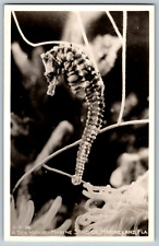 RPPC Vintage Postcard - A Sea Horse Marine Studios, Marineland, Florida picture