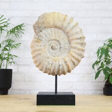 Giant XL Mantelliceras Ammonite Stand (180 million years old) Fossil Archaeology picture