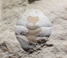 Perfect rare Jurassic Oxfordian dromiidae Goniodromites serratus fossil crab picture
