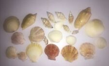 Sea Shells Mixed Lot Of 23 Sea Shells picture