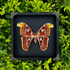 Framed Butterfly Wall Insect Specimen Entomology Display Taxadermy Vintage Decor picture