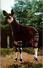 Vintage Postcard An Okapi at New Brookfield Zoo Chicago IL Illinois 1965   J-477 picture