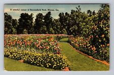 Macon GA-Georgia, Colorful Corner Of Baconsfield Park, Antique, Vintage Postcard picture