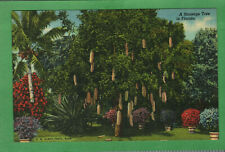 Postcard Sausage Tree Kigelia Pinnata Riviera Gardens Miami Florida FL picture