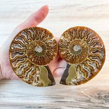 Ammonite Fossil Pair with Calcite Chambers 198g, Polished picture
