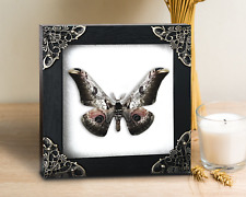 Moth Real Collection Display Taxidermy Insect Bug Wall Hanging Decor Gift picture