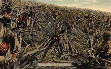 Pineapple Grove on Taboga Island, Panama, Early Postcard, Unused  picture