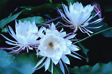 Vintage Original 35 mm Color Negatives (8) Night-blooming Cereus Cactus Blossoms picture