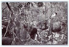 The American Museum Of Natural History Okapi New York NY Vintage Postcard picture