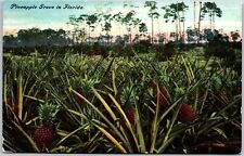 Pineapple Grove In Florida Fruit Farm Postcard picture