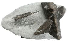 Staurolite - 202 gram - 4 x 2.25
