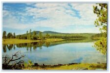 c1950's Hawley Lake Mountains Grove View McNary Arizona AZ Unposted Postcard picture