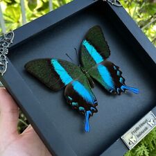 Real Dried Butterfly Framed Decor Taxidermy Entomology Insect Specimen picture