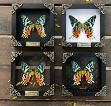 Real Framed Sunset Butterfly Moth Black Shadow Box Insect Bug Gothic Home Decor picture