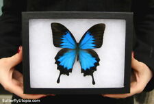 Real Framed Blue Mountain Swallowtail Butterfly - 8x6 Riker Mount picture