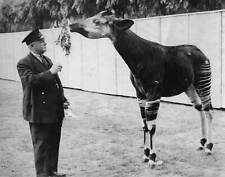 An Okapi at London Zoo 1st August 1935 Old Historic Photo picture