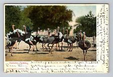 Los Angeles CA-California, Ostriches Fighting, Vintage c1906 Postcard picture