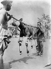 Transport of an okapi' A slained okapi is removed probably 1910 OLD PHOTO picture