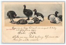 1906 Just Hatched Ostrich Farm Animal Los Angeles California CA Antique Postcard picture