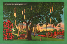 Postcard Sausage Tree Kigellia Pinatta Parrot Jungle Miami Florida Fl picture